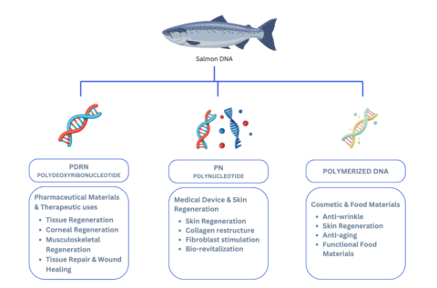 About pdrn - PDRN INJECTION